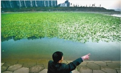 11月19日，长沙市捞刀河与湘江交汇处，水葫芦几乎覆盖整个河道。 记者 李丹 摄