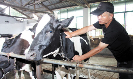 长沙一农民养奶牛10余年 每天200斤鲜牛奶