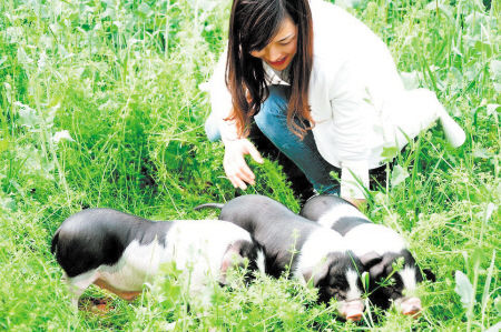　杨立华游戏创作团队成员正在近距离接触宁乡猪，为创作寻找灵感。图片均为采访对象提供