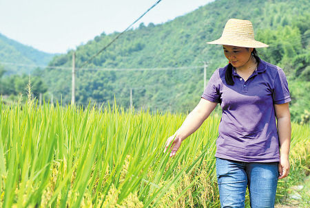 抚摸着刚刚成熟的竹稻，彭湘江满怀欣喜，而在一般人的眼里，竹稻看上去和普通稻子无异。 邹麟 摄