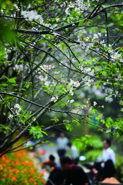 9月25日，省植物园樱花绽放。记者 郭立亮 摄
