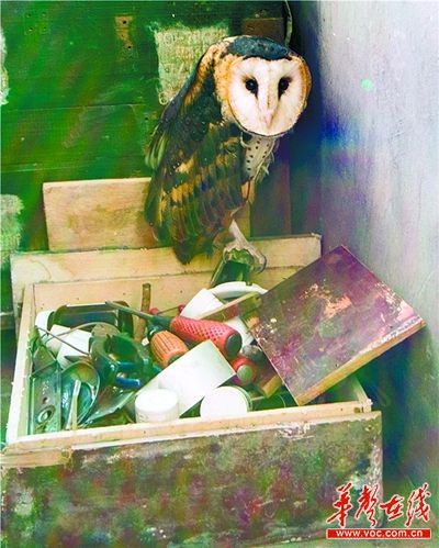 @媚：如此猛禽居然瑟瑟发抖地躲在工具箱上。求助，谁来和我一起放飞它啊！