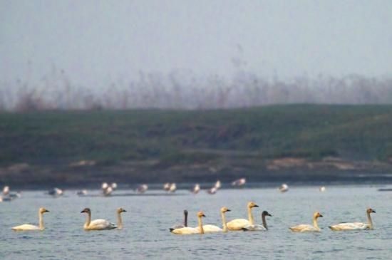 1月14日，西洞庭湖半边湖，栖息在水面的小天鹅，它们不时发出悦耳的声音。图/记者辜鹏博 
