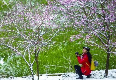 2月1日，龙山县降下入冬以来最大一场雪，吸引不少旅客踏雪赏梅。 通讯员 田良东 摄