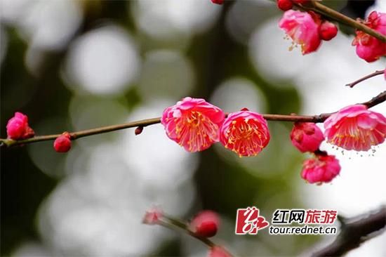湖南省园艺研究所内开放的梅花。莫湘雄摄