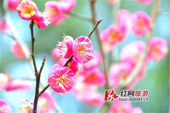湖南省植物园内绽放的梅花。姚冶摄