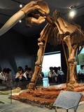 湖南馆藏恐龙化石全球仅3具