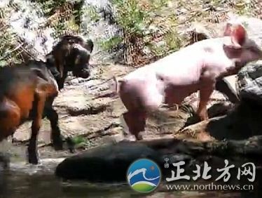 视频-小猪救山羊：“淡定”猪勇救落水羊